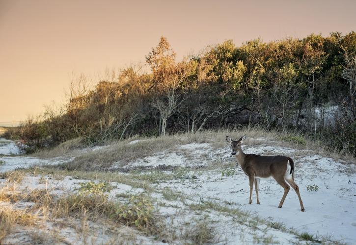White-tailed deer grazing in Fort Clinch State Park